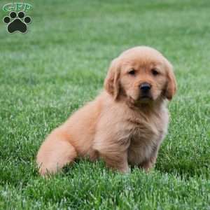 Meadow, Golden Retriever Puppy